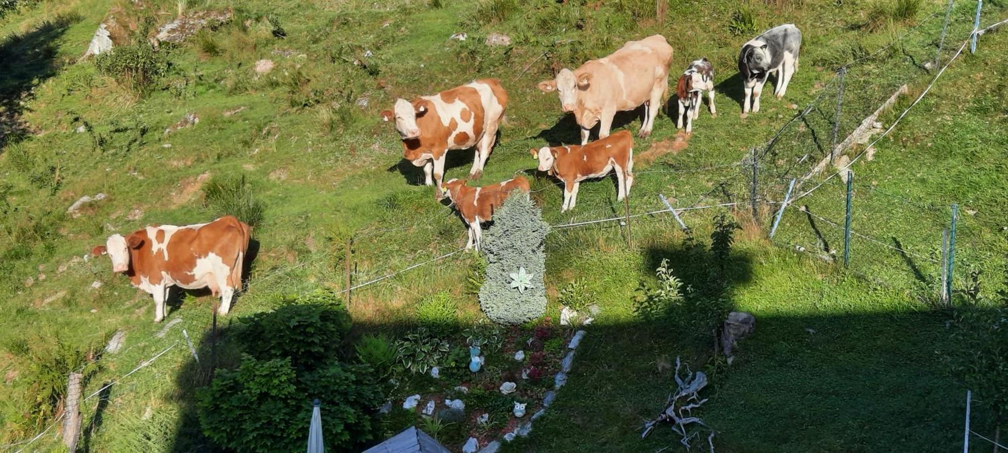 Ferienwohnungen Rieder Gerlos Exterior foto